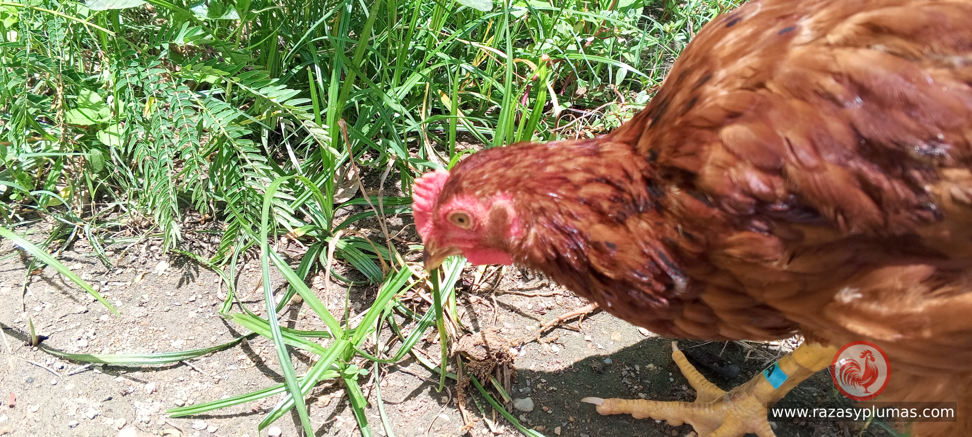 Gallinas sanas en granja Razas y Pluma