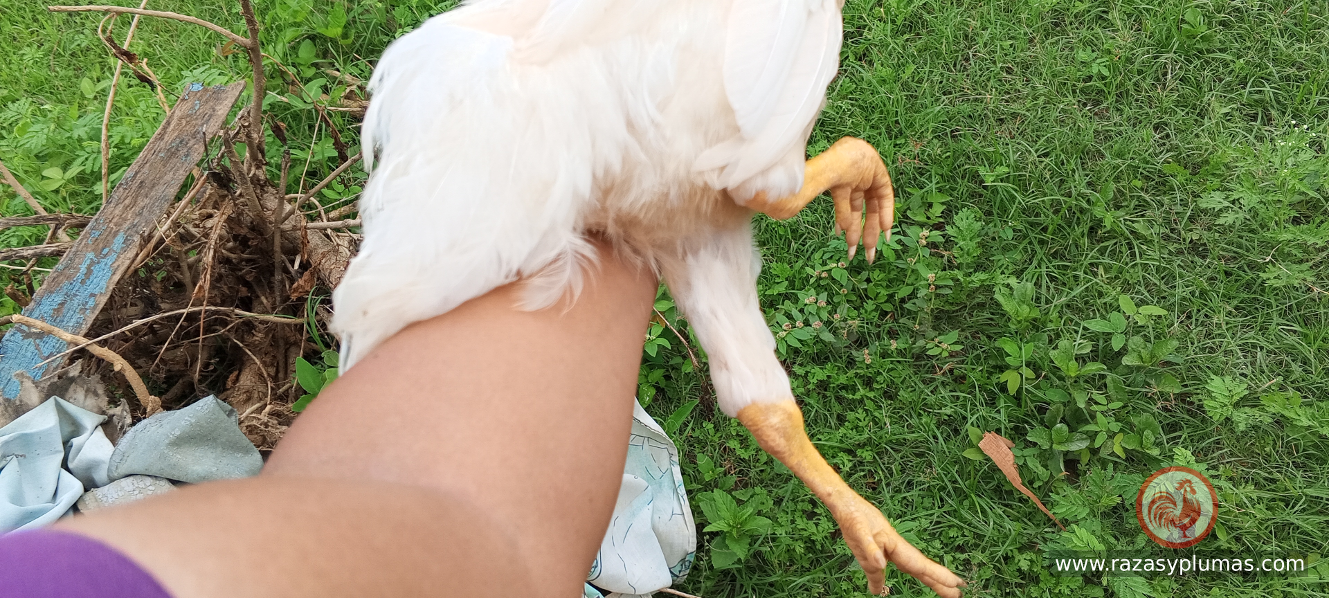 Gallo blanco con patas amarillas foto de granja Razas y Plumas