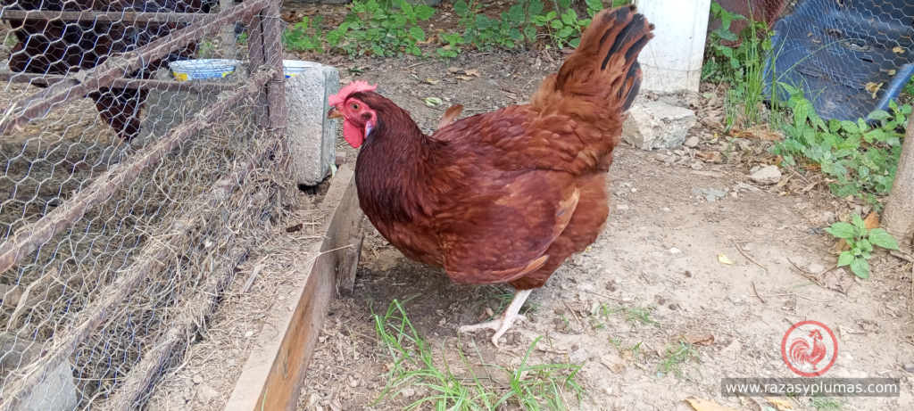 Gallina rhode island red de un año de edad foto real tomada en granja Razas y Plumas