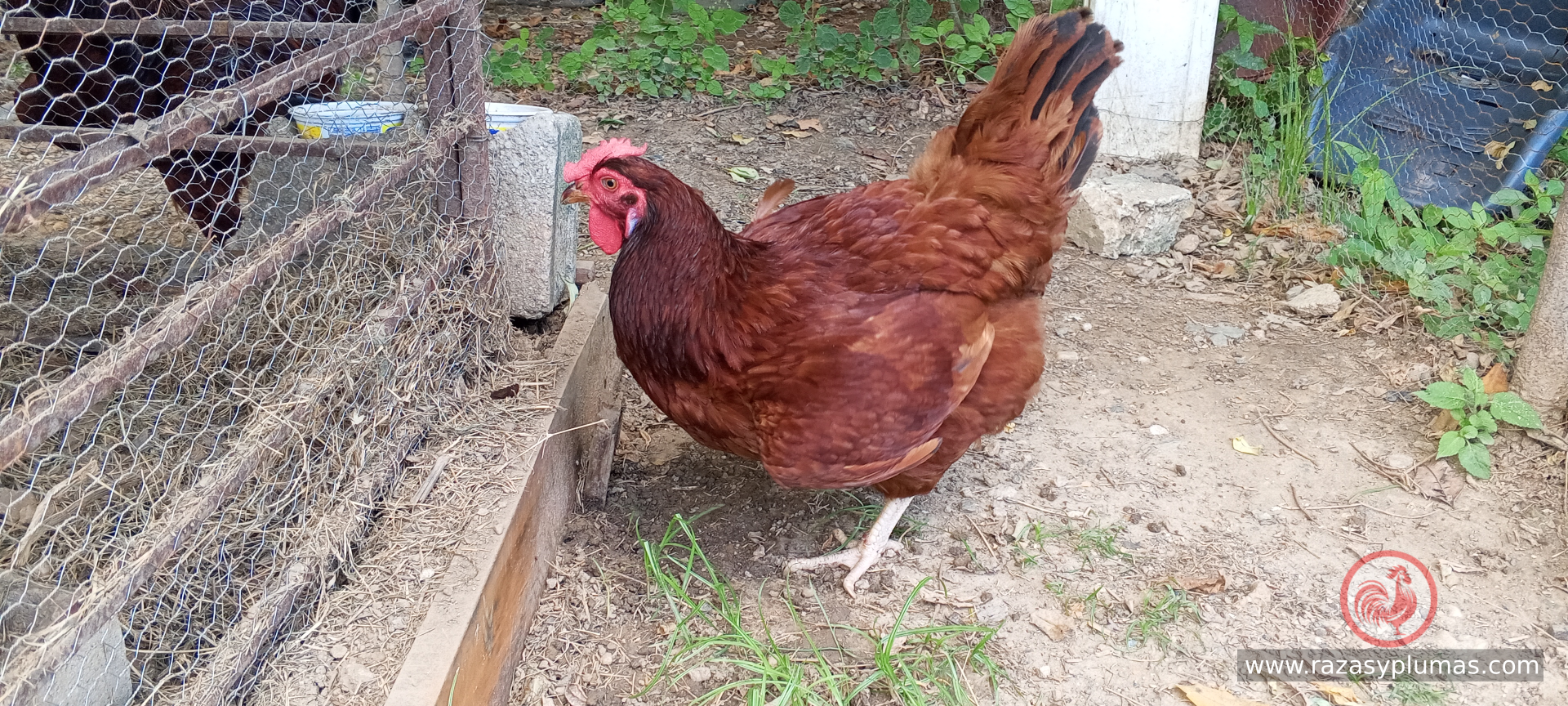 Gallina rhode island red de un año de edad foto real tomada en granja Razas y Plumas