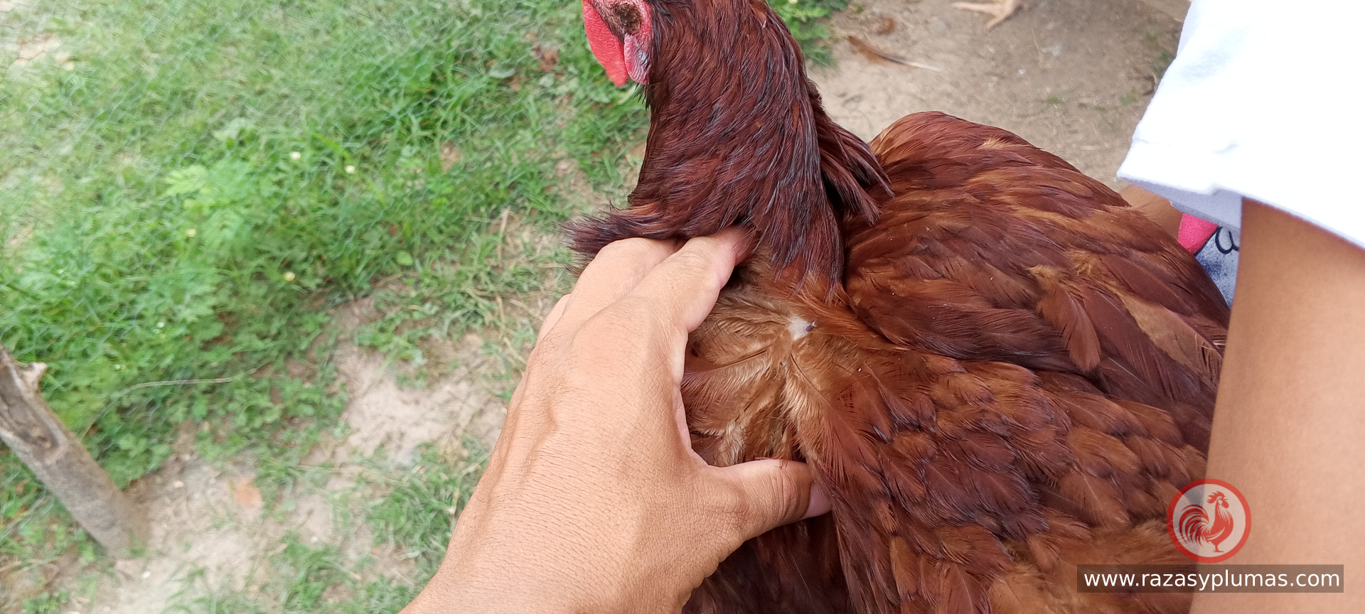 Gallinas rhode island red de granja Razas y Plumas
