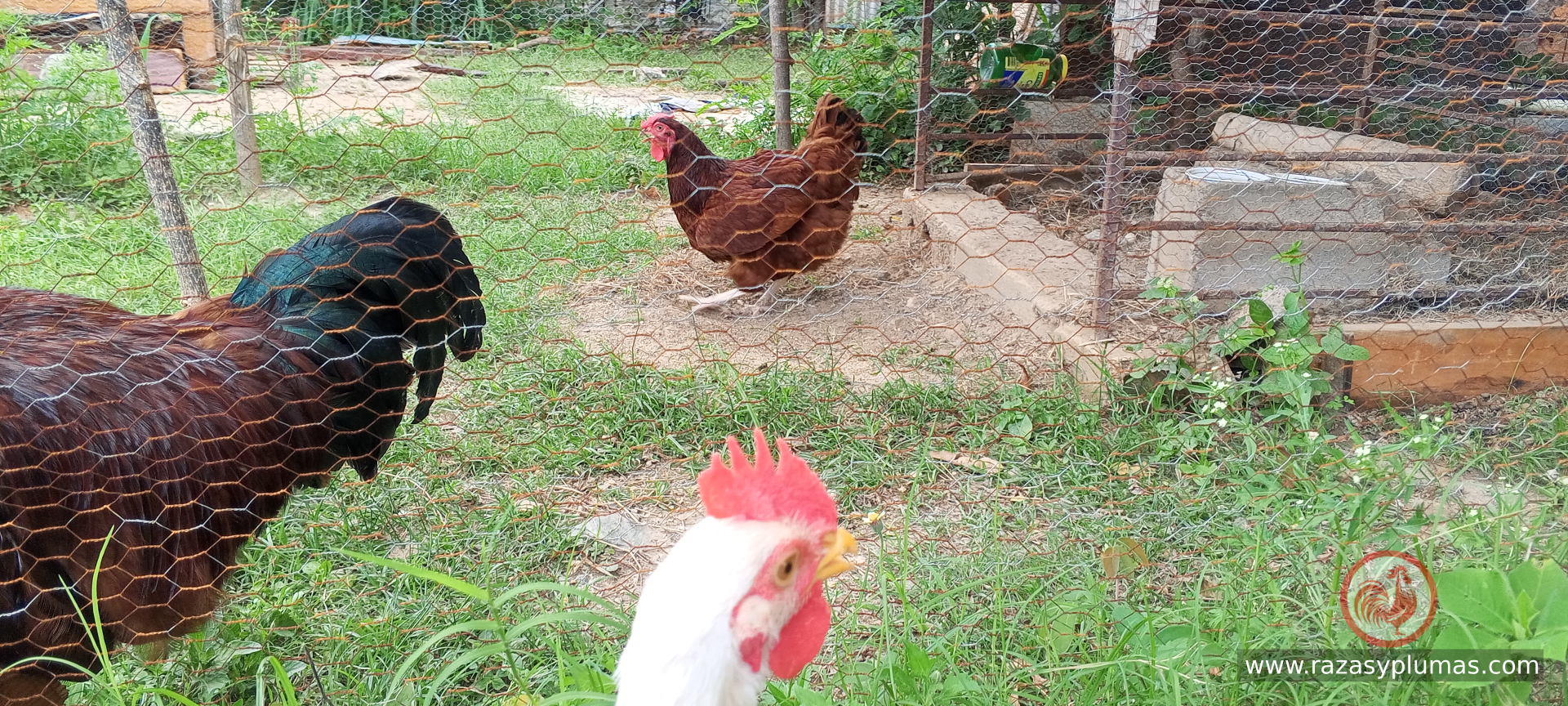 Gallineros granja Razas y Plumas
