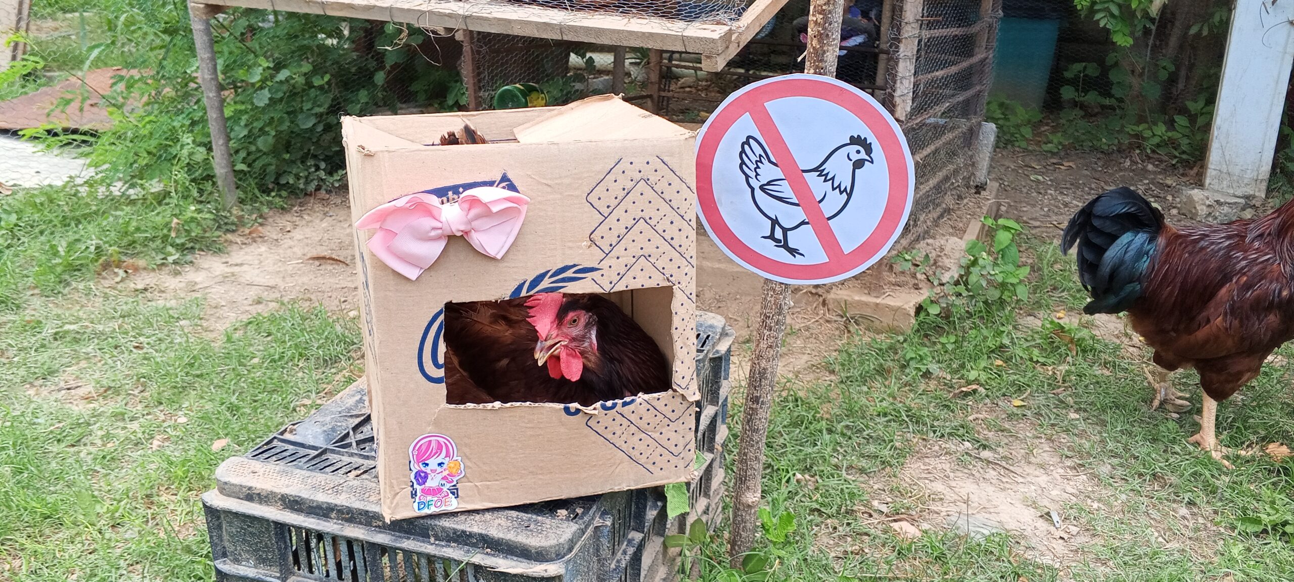 No compres una gallina sin ver estas 2 cosas que debes revisar en las aves de granja