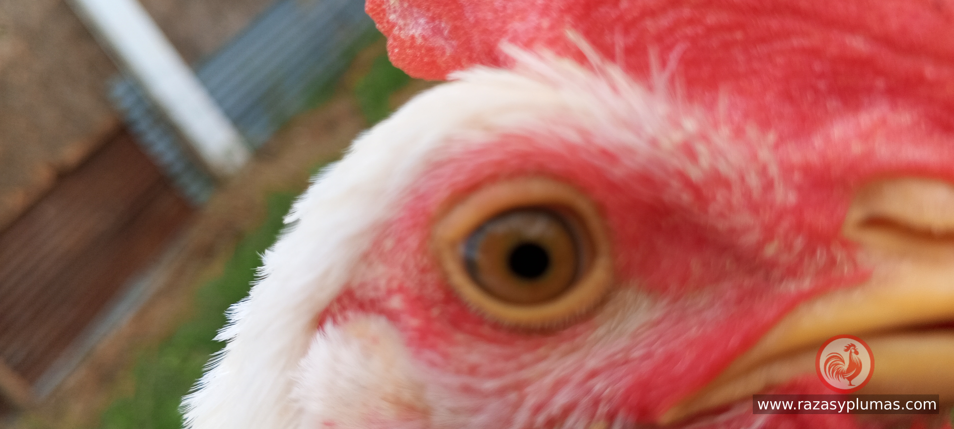 Ojos de gallina sana foto real tomada en granja razas y plumas