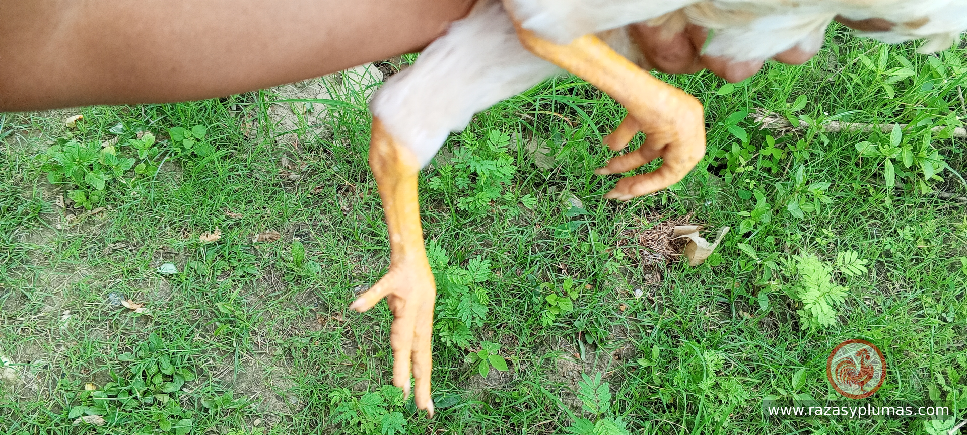 Ave de granja Razas y Plumas con patas amarillas