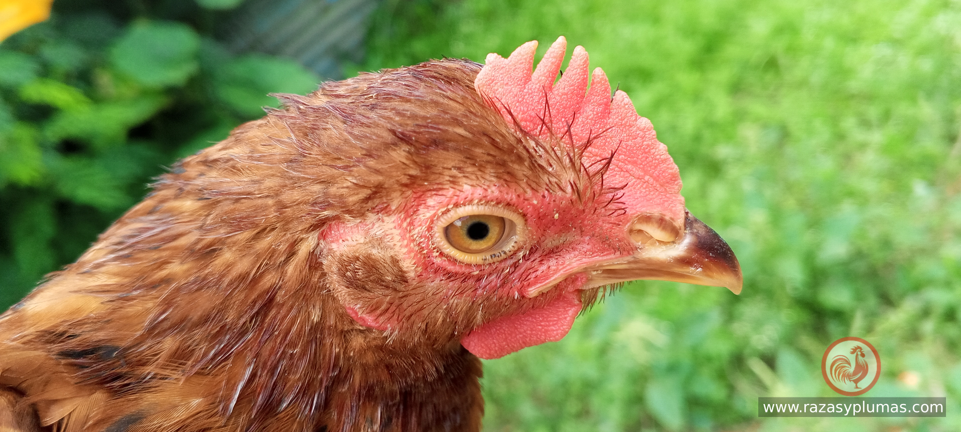 Gallina joven razas rhode island red, documentada en el proyecto avicola desde cero de Razas y Plumas