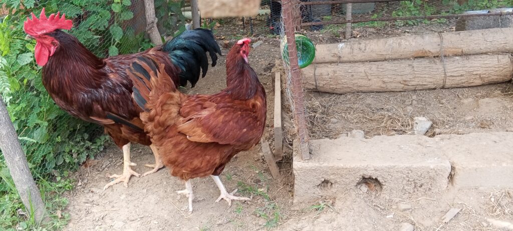 Razas y Plumas granja