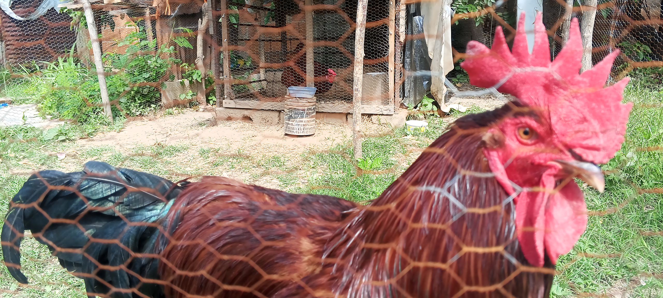 Granja Razas y Plumas, criadero de rhode island red