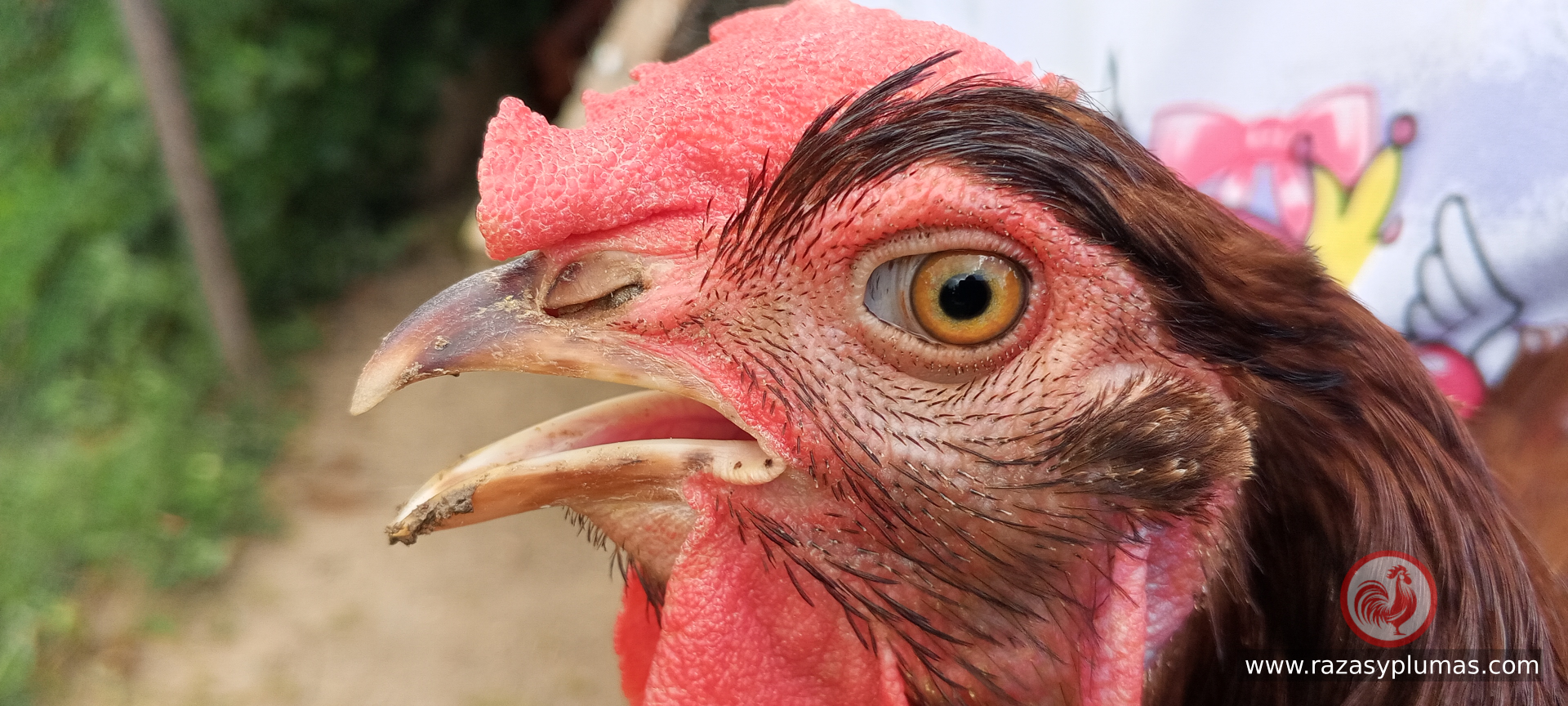 Gallina rhode island red