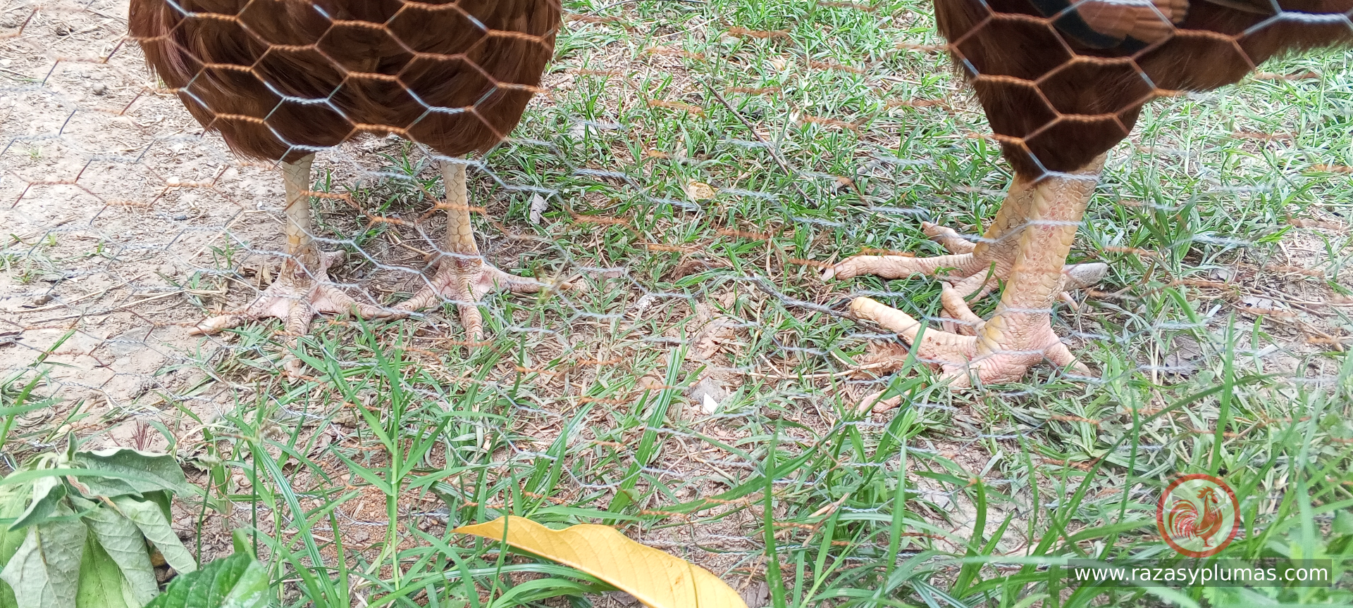 Suelo y heces de gallinero granja razas y plumas