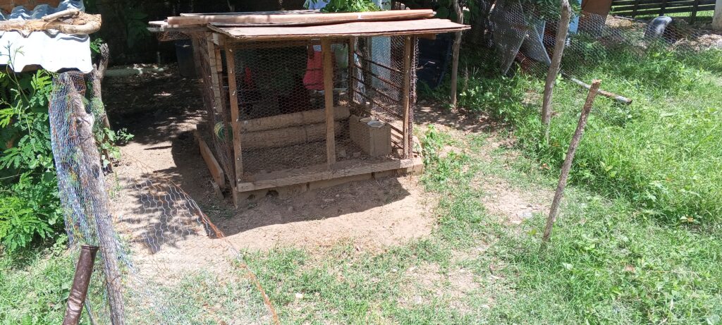 Gallinero Razas y Plumas