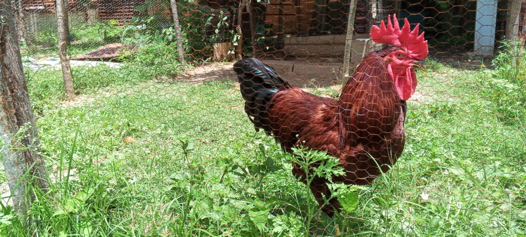 Gallo rhode island red