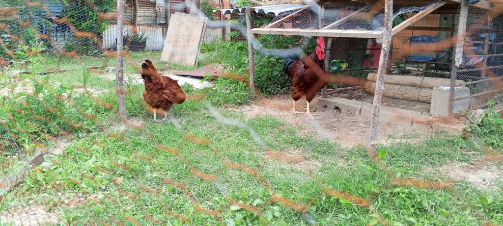 granja Razas y Plumas
